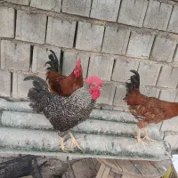 خروس جوان زیر یک سال