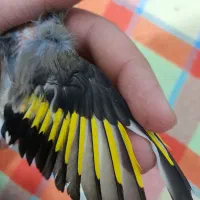 دوتا سهره کرمونی به شرط نر