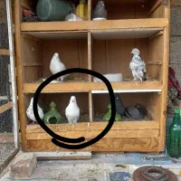 کبوتر باخت دادم