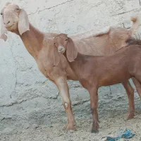 مری زاییده هیکلی با کهره بزرگ