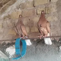 کبوتر دم سفید