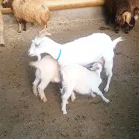 بزسانن نمونه برای سرمایه گذاری