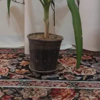 تعدادی جای گلدان