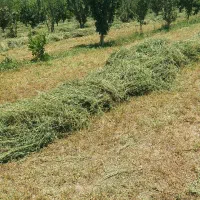 یونجه خشک خشک