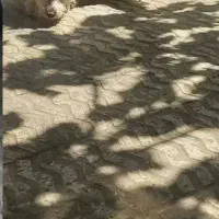 سگ پا کوتا پشمالو