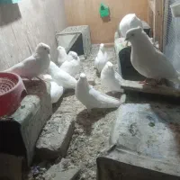 فروشی  کفتر سفید کلای