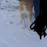 واکذاری‌سک