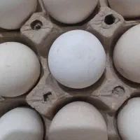تخم مرغ