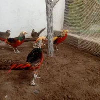 طاووس بلژیکی
