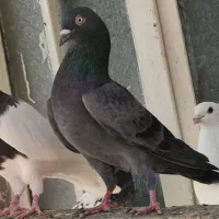 سلام تعداد کبوتر بوشهری وپاکستانی