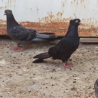 کبوتر|پرنده|خورموج, |دیوار
