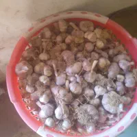 فروشی سیر درجه یک