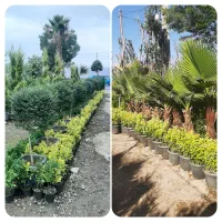 درخت مثمر و غیرمثمر جرایم شهرداری،زیتون تلخ،بن 15