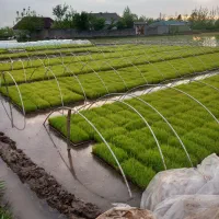 توم نشا با قیمت استثنایی