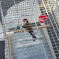 سهره نر قواره دار قرص بخون  باقفس عتیقه