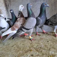 حیوون بیرون همه هم پرشی