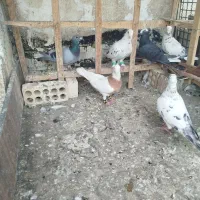 کفتر