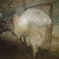گوسفند آبشاری