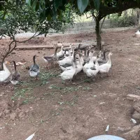 غاز چهارماهه دورگه