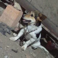 سگ۰
