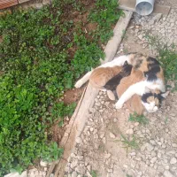 گربه