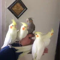 جوجه سهره اهوازی