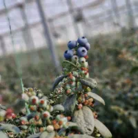 فروش نهال بلوبری ۳ ساله