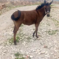 قاطر ماده دوساله