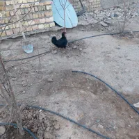 مرغ پا پر|حیوانات مزرعه|اسفرورین, |دیوار