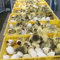 فروش 100عدد غازمحلی