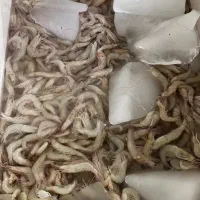 میگو سرتیز قایقی