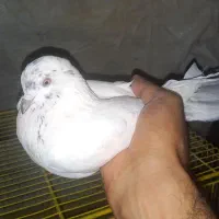 سه تا کفتر