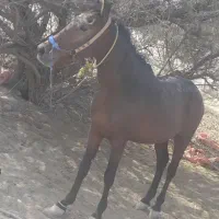 اسب اصیل کوردی