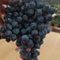 انگور ترکمن چهار و موندراپ