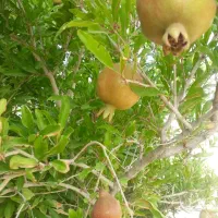 خانه ویلایی در روستای نوازن