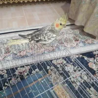 عروس هلندی گل باقالی