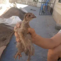 ۲عددنیمچه برهما لایت ۴عدد جوجه نژاد دار