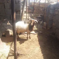 بره نر