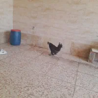 مرغ|حیوانات مزرعه|نظرآباد, رسالت|دیوار