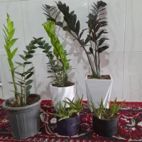 گلدان