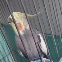 عروس هلندی نر سخنگو