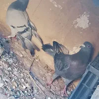 یک جفت کبوتر نر وماده