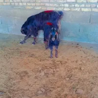یک‌ عدد بز بزغاله دار جوان شکم دوم..