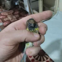 سره گلسر گردن کلف