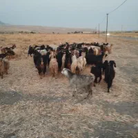 بز ابستن