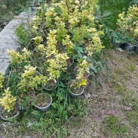 فروش مقدار محدود گل شمشاد