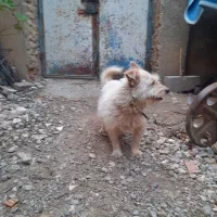 سگ پاکوتاه پشمالو