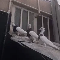 کفتر کبوتر طوقی