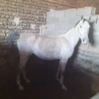 خرید فروش اسب سواری دار بارکش