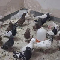 کبوتر ۲۸ عدد